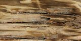 Tall Petrified Wood (Sequoia) With Polished Face - Oregon #93934-2